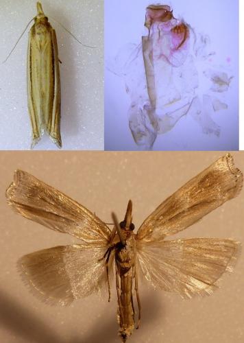 Réf. 238 617 : Ancylolomia tentaculella